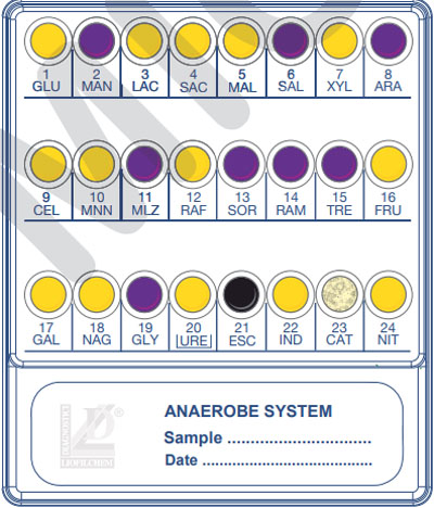 MPL Anaerobe System 3