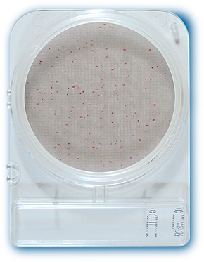 Compact Dry AQ  Bacterias Heterotroficas En Aguas