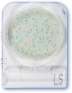 Compact Dry LS Listeria